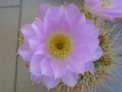 Acanthocalycium spiniflorum