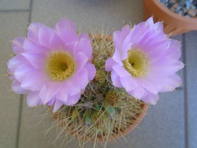 Acanthocalycium spiniflorum