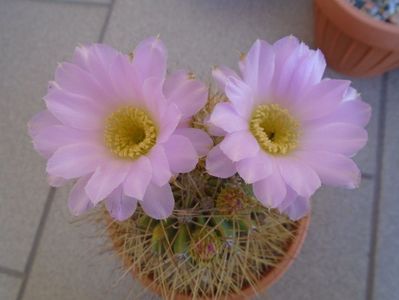 Acanthocalycium spiniflorum