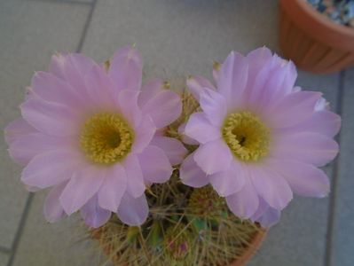 Acanthocalycium spiniflorum