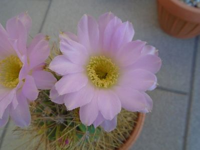 Acanthocalycium spiniflorum