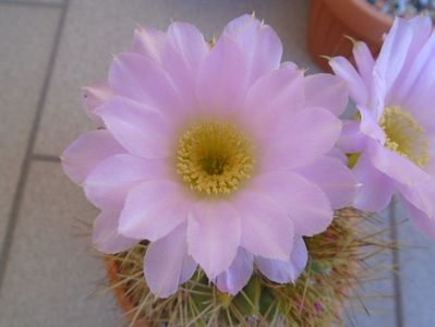 Acanthocalycium spiniflorum