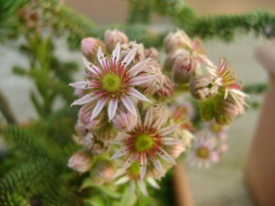 Sempervivum