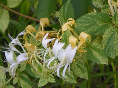 lonicera jap. Mint Crisp