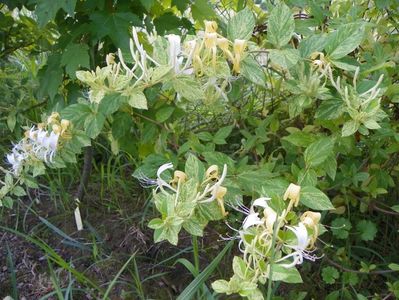 lonicera jap. Mint Crisp