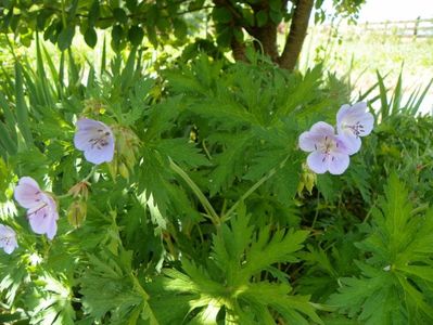 geranium pratense