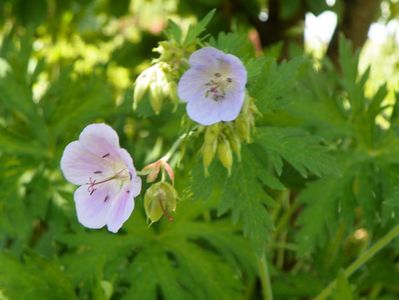 geranium pratense