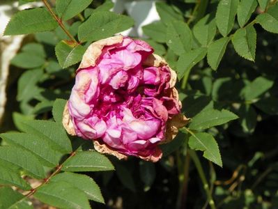 rosa roxburghii Plena