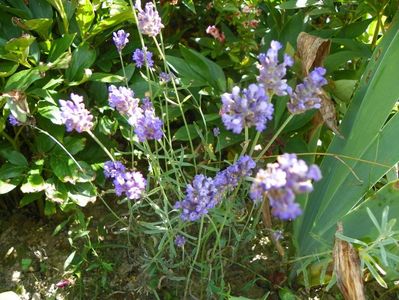 lavandula