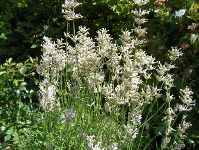 lavandula Elegant Ice