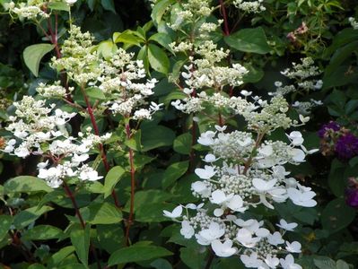 hydrangea pan. Wim's Red