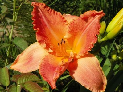 hemerocallis Senegal