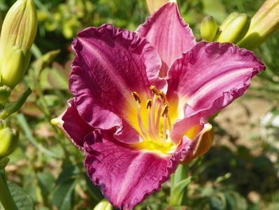 hemerocallis Entrapment