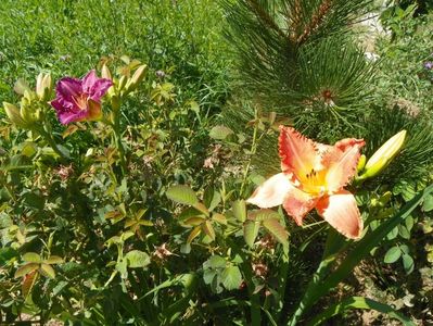 hemerocallis Senegal si Entrapment