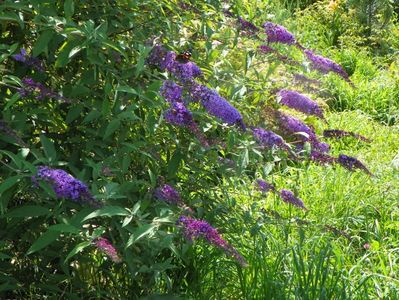 buddleja Empire Blue