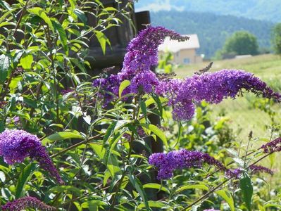 buddleja Empire Blue