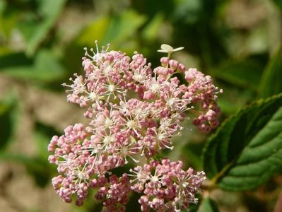 hydrangea arb. Pink Pincushion