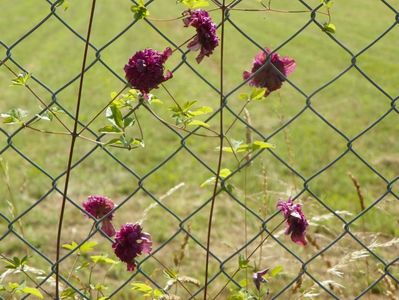 clematis Avant Garde