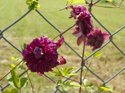 clematis Avant Garde