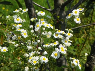 erigeron annuus