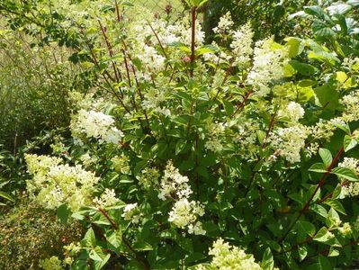 hydrangea pan. Sundae Fraise