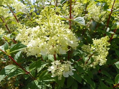 hydrangea pan. Sundae Fraise