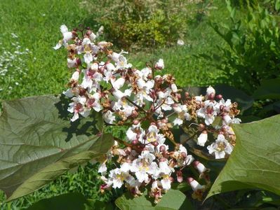 catalpa Purpurea