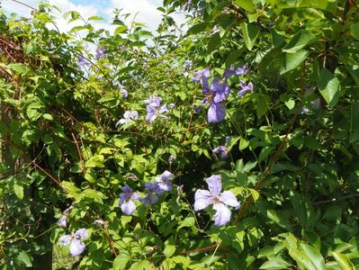 clematis Prince Charles