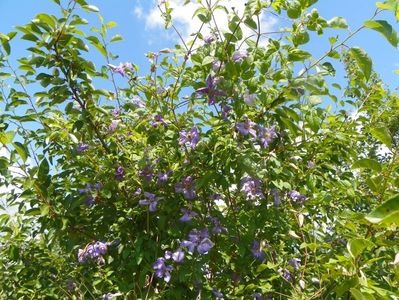 clematis Prince Charles