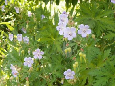 geranium pratense