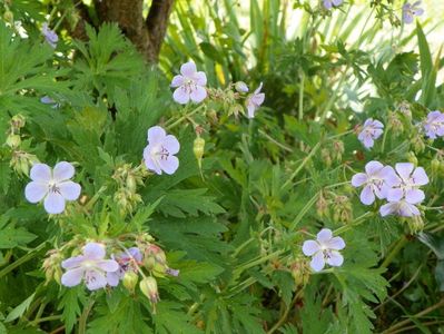 geranium pratense