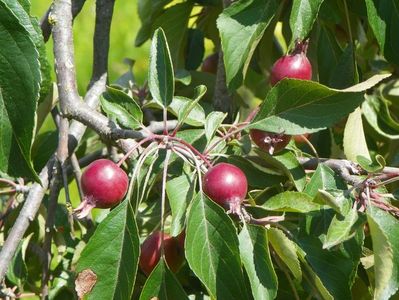 malus Cheal's Weeping