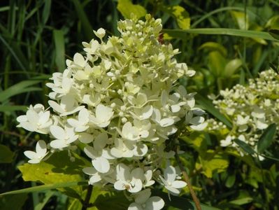 hydrangea pan. Magical Moonlight