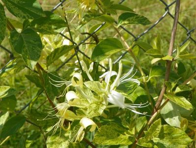 lonicera jap. Mint Crisp