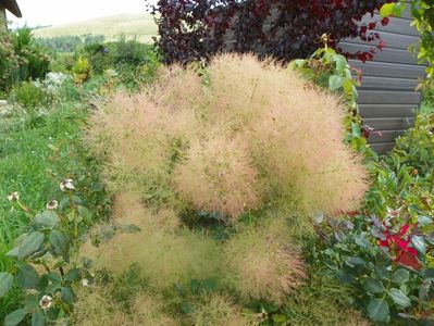 cotinus cogg. Young Lady