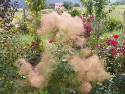 cotinus cogg. Young Lady