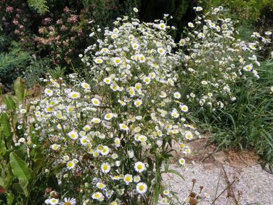 erigeron annuus