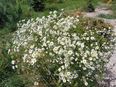 erigeron annuus