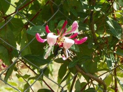 lonicera Chojnow