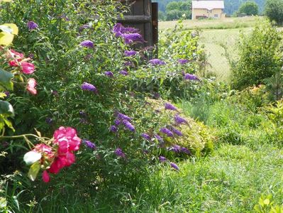 buddleja Empire Blue