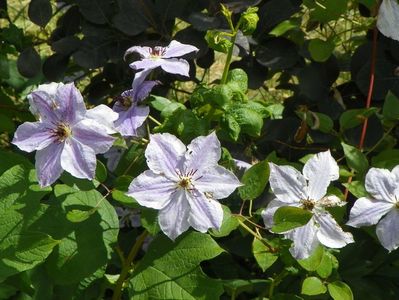 clematis Skyfall