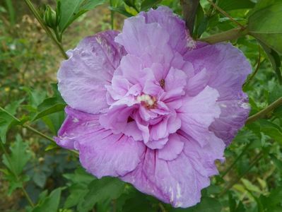 hibiscus syr. Lavender Chiffon