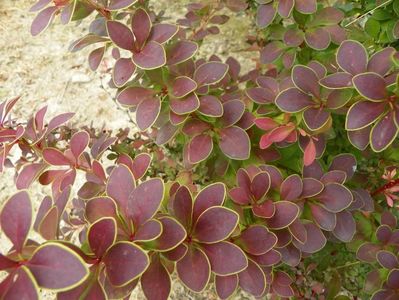 berberis Golden Ring