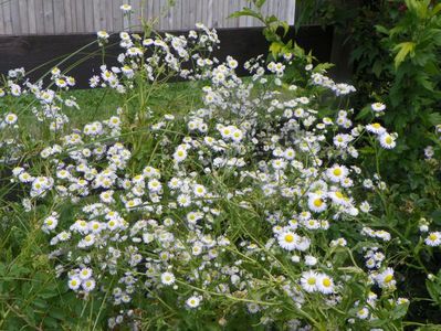 erigeron annuus