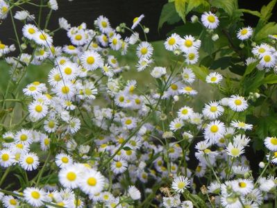 erigeron annuus