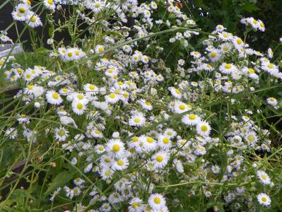 erigeron annuus