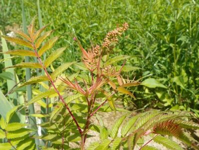 sorbaria sorbifolia Sem la primii boboci