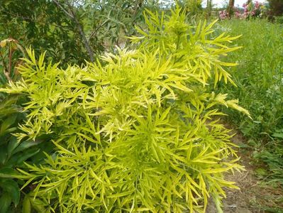 sambucus Golden Tower