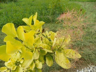 cotinus cogg. Golden Spirit