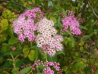 spiraea Genpei